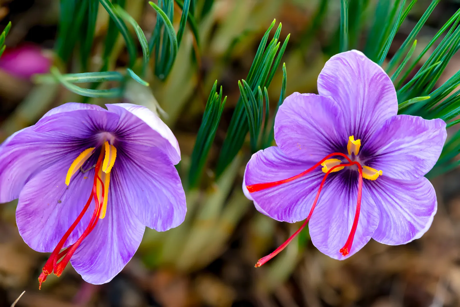 Introduction of saffron types
