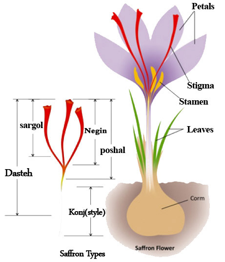saffron types