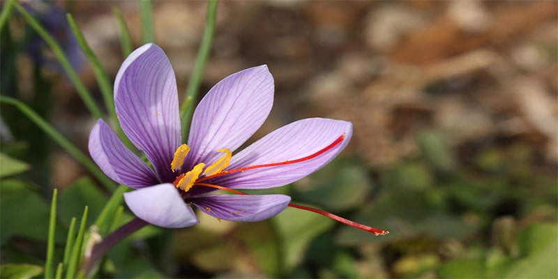 benefits of saffron for colds